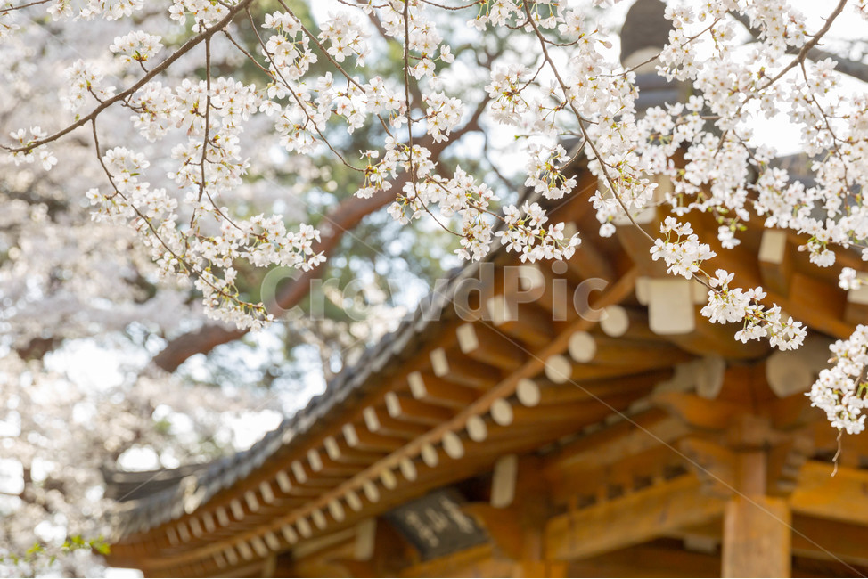봄,자연,풍경,봄꽃,한옥,벚꽃,봄,계절,spring,season,한국전통,한국문화,korean traditional,korean culture,식물,자연,plants,nature,꽃,flower,plant,blossom,cherry blossom