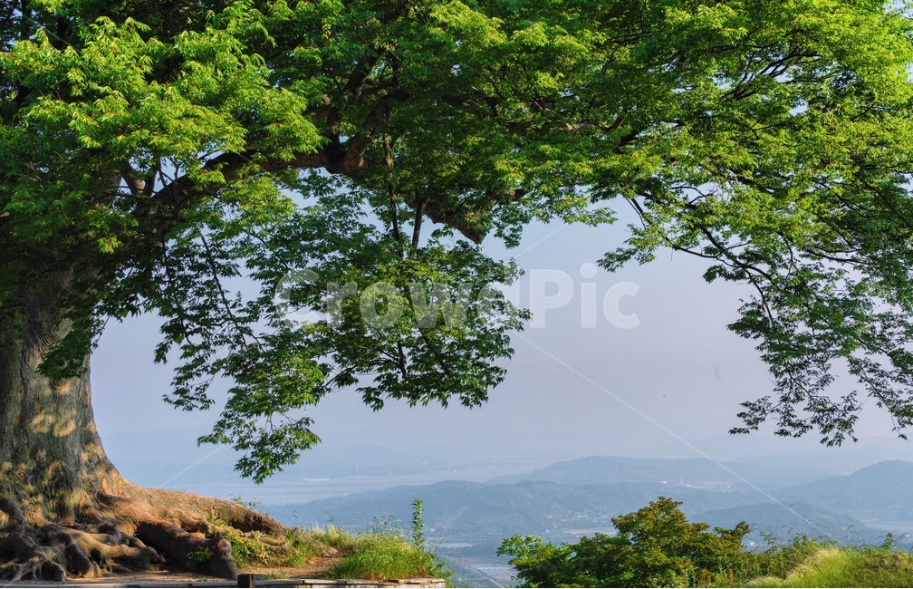 사랑나무,부여,부여사랑나무,풍경,나무,하트,충남부여,자연,풍경,nature,landscape,tree,plant,식물,tree trunk,나무 줄기