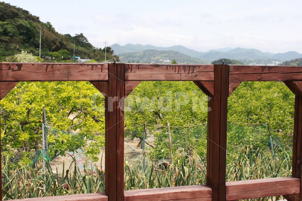나무,풀,식물,산,tree,plant