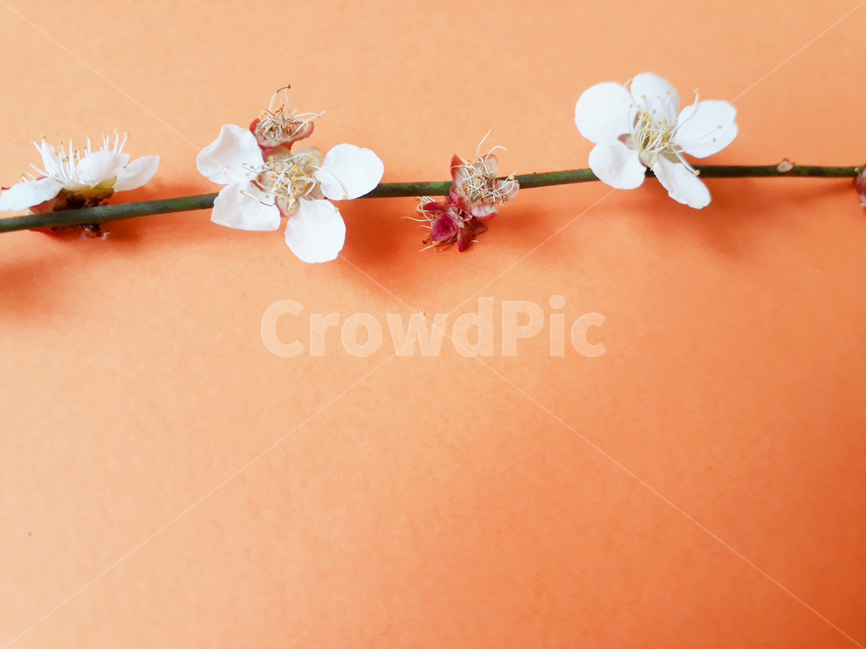 꽃,flower,plant,식물,배꽃,매화,꽃장식,봄