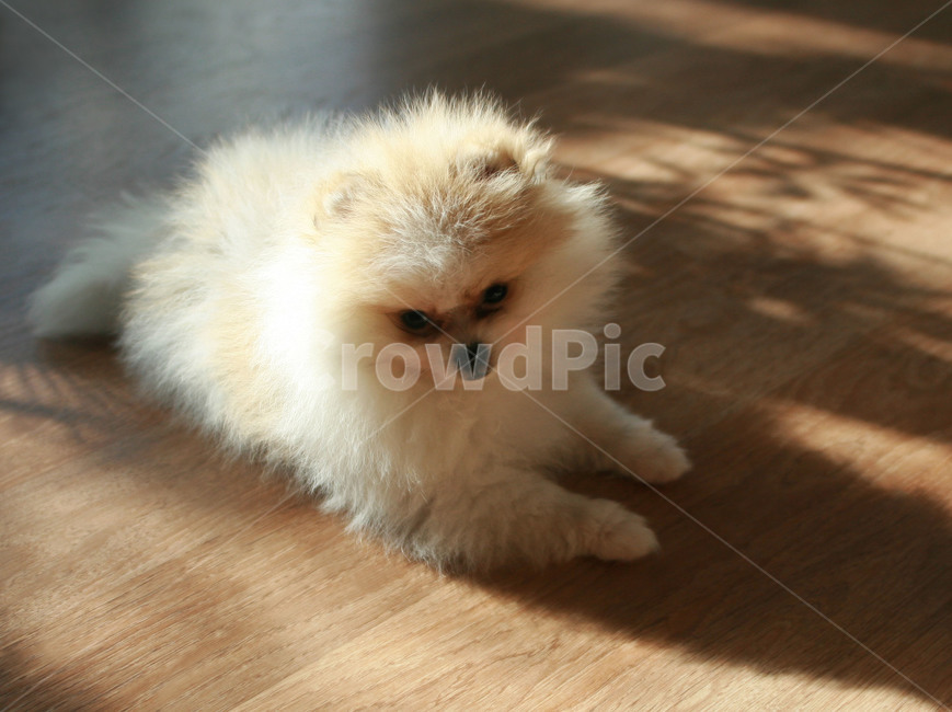강아지,햇살,포메라니안,햇빛,동물,개,나무,나무바닥,그림자,dog,puppy,동물,animal,포유류,mammal,개,강아지,dog,doggy