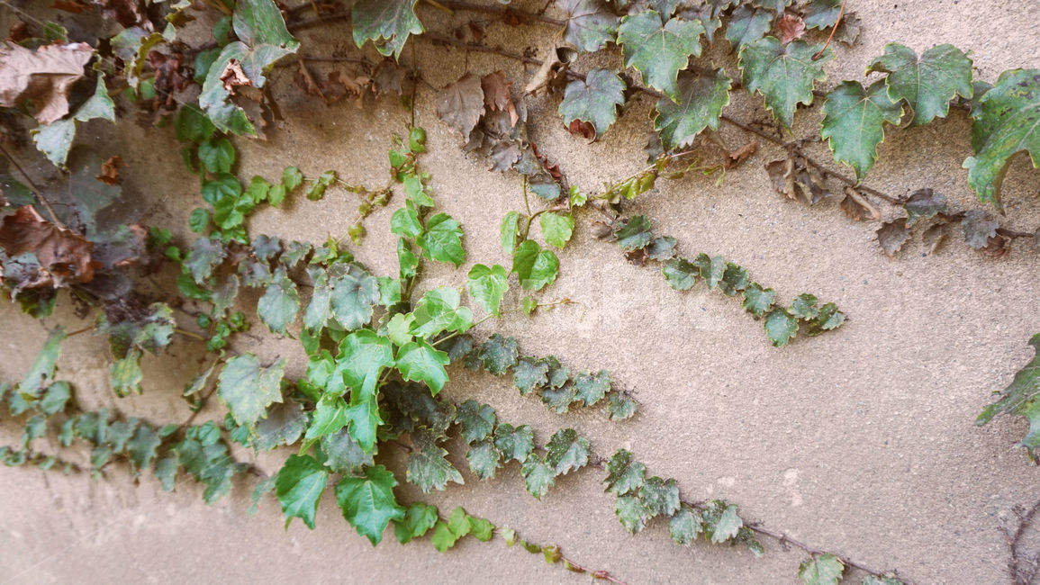 담쟁이,덩쿨,넝쿨,덩굴,담벼락,식믈,잎,leaf,plant