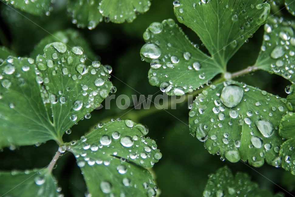 비,식물,물방울,자연,풍경,풀잎,초록색,깨끗함,rain,plants,nature,landscape,green,식물,자연,plants,nature