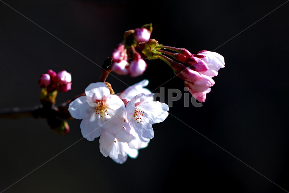벗나무,벗꽃,접사,봄꽃,꽃망울,봄,계절,spring,season,식물,자연,plants,nature,꽃,flower,plant