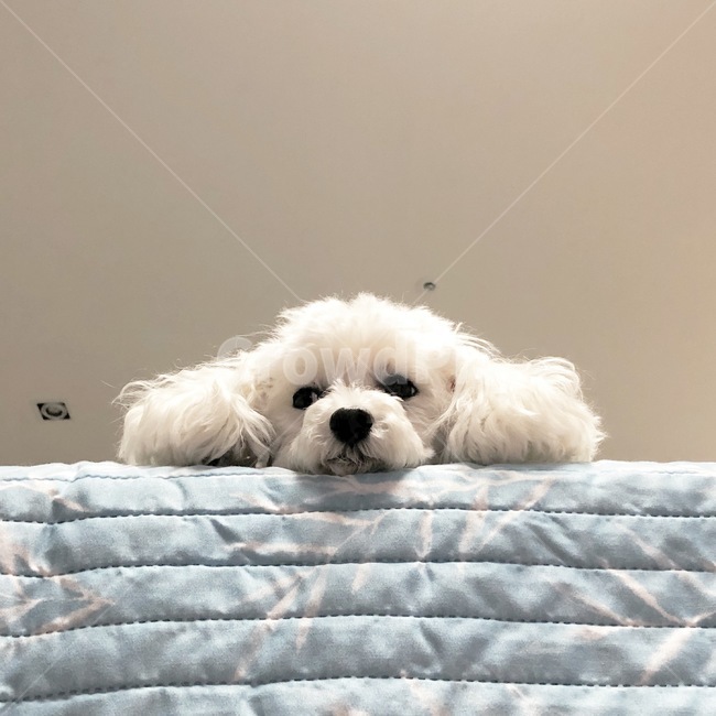 반려견,반려동물,강아지,개,애완견,애완동물,애견,per,dog,puppy,동물,animal,포유류,mammal,개,강아지,dog,doggy