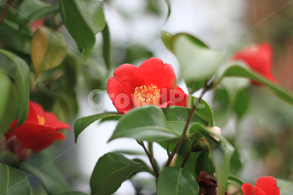 동백꽃,겨울꽃,눈꽃,설화,자연,식물,nature,꽃,season,식물,자연,plants,nature,꽃,flower