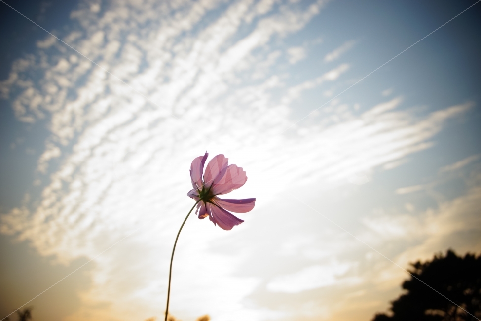 가을,계절,코스모스,구름,하늘,석양,일몰,노을,꽃,fall,autumn,cosmos,flower,plant,식물,자연,nature,cloud,sky,sunset,가을,계절,fall,autumn,season,식물,자연,plants,nature,꽃,flower