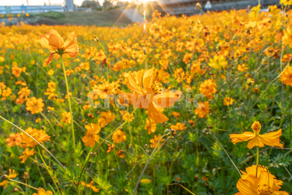 가을,꽃,코스모스,감성,감성사진,황화코스모스,노랑,식물,식물,자연,plants,nature,꽃,flower