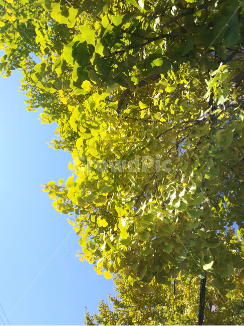 tree,나무,plant,식물,sunlight,햇빛,가을,계절,은행나무,은행잎,나뭇가지,노란색,autumn,season