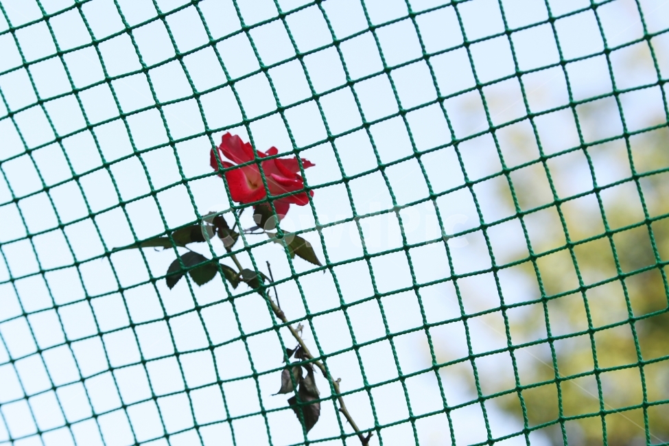 가을장미,장미,그물망,그물망과장미,감성사진,장미꽃,식물,식물,자연,plants,nature,꽃,flower