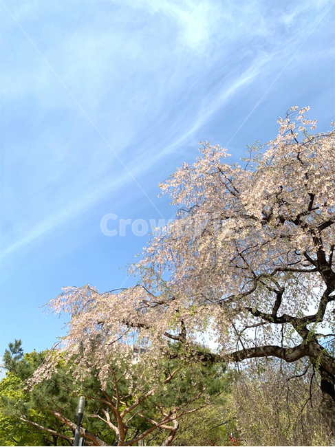 자연,flower,sky,하늘,나무,벚꽃나무,tree,한국