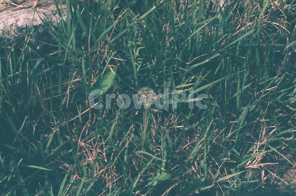 민들레,홀씨,운치있는,빈티지한,아날로그,필름사진,식물,plant,grass,잔디,청계천,filme,analog,filmephotography