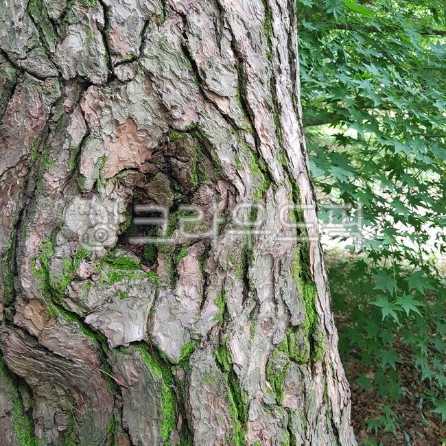나무, 옹이, 식물, tree, plant, 사진,이미지,일러스트,캘리그라피 - 무진향81작가
