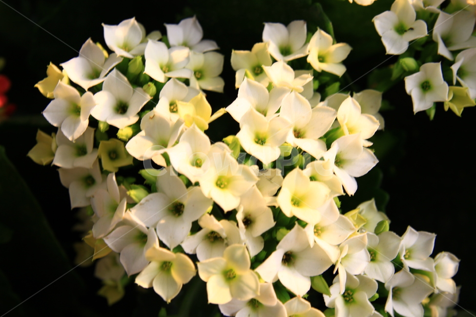 plant,식물,blossom,geranium,꽃,flower,제라늄,화분,식물,자연,plants,nature,꽃,flower