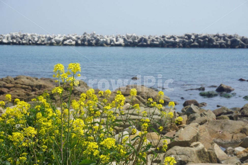 plant,식물,flower,꽃,바다,자연,nature,봄날,배경,바탕,노란색,화단,봄이미지,계절,season
