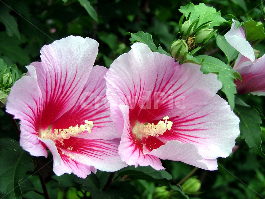 무궁화,두송이,분홍색,꽃,국화,낙엽관목,정원수,훈화초,식물,자연,plants,nature,꽃,flower