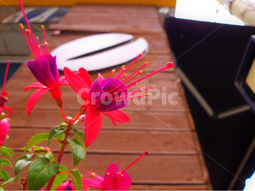 꽃,식물,자연,flower,plant,nature,식물,자연,plants,nature,꽃,flower