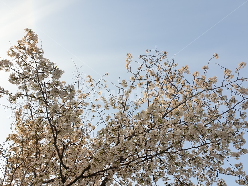 벚꽃,하늘,벚꽃나무,봄,꽃,cherryblossom,봄,계절,spring,season,plant,식물