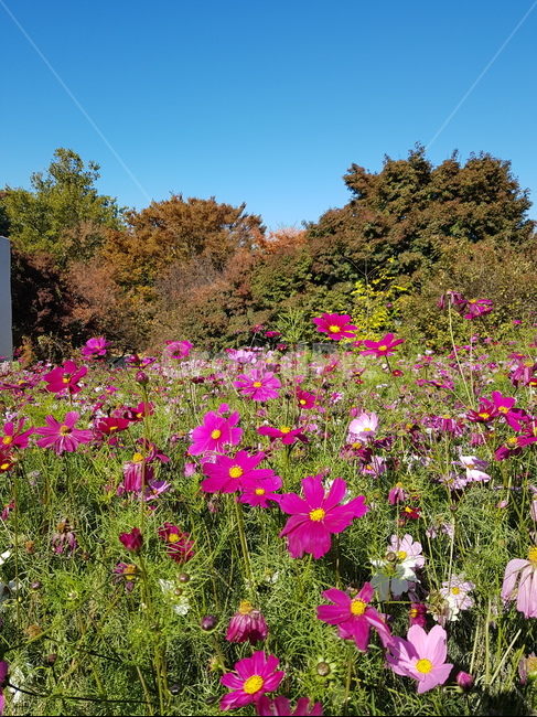 식물,꽃,코스모스,자연,꽃밭,plant,flower,outdoors,blossom,nature,식물,자연,plants,nature,꽃,flower