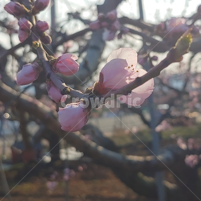 복숭아꽃,겨울,봄,꽃,분홈꽃
