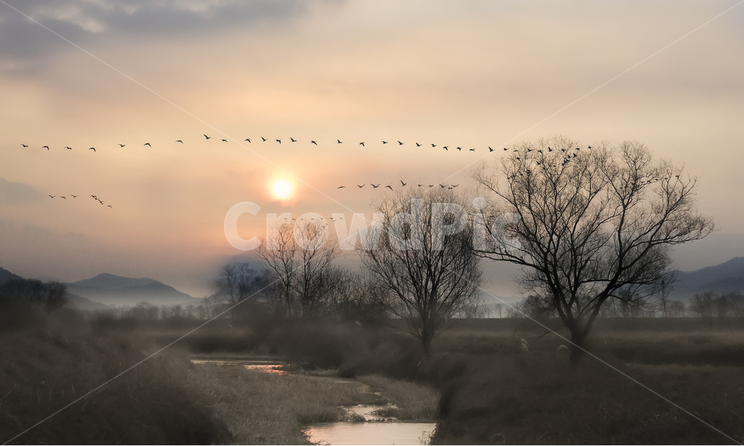 일출,기러기,안개,철새,아침,goose,나무,tree,fog,자연,풍경,nature,landscape,한국자연풍경,한국자연경관,korea nature landscape,동물,animal,조류,새,birds,감성,sensible,feeling,weather,날씨,outdoors,옥외,bird