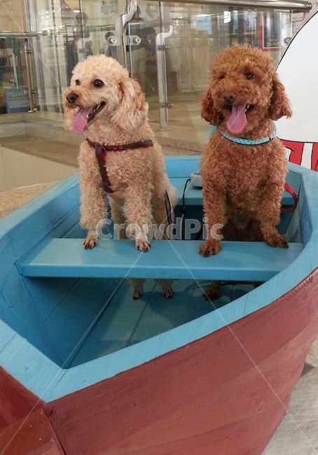 푸들,갈색,애프리푸들,애완견,반려견,귀여운,동물,animal,포유류,mammal,개,강아지,dog,doggy