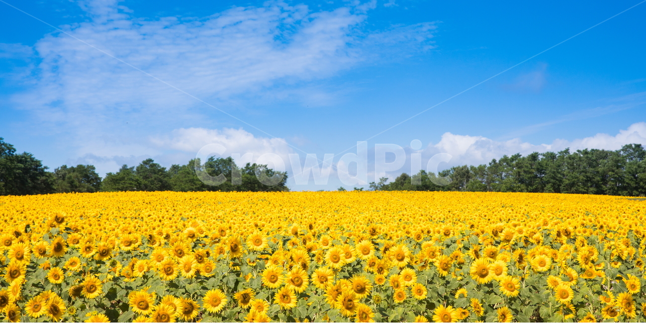 해바라기,해바라기꽃,선플라워,sunflower,꽃,flower,자연,풍경,nature,landscape,식물,plants,꽃,flower,plant
