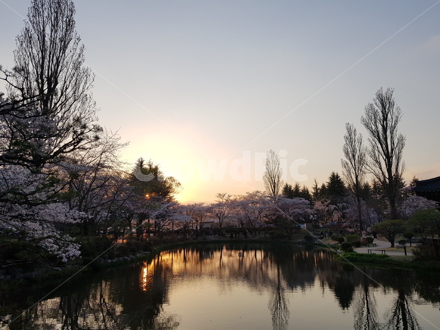 물,호수,자연,풍경,nature,조화,초록,봄,계절,spring,season,자연,풍경,nature,landscape,plant,식물,flower,꽃,cherry blossom,벚꽃,blossom