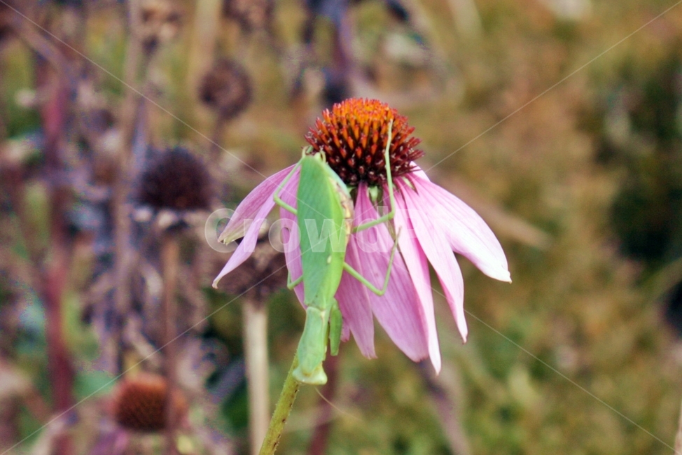 plant,사마귀,곤충,식물,꽃,flower