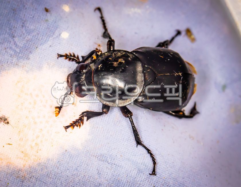 검정송장벌레,nicrophorus,concolor,송장벌레과,딱정벌레,곤충,동물,무척추동물,insect,animal,invertebrate