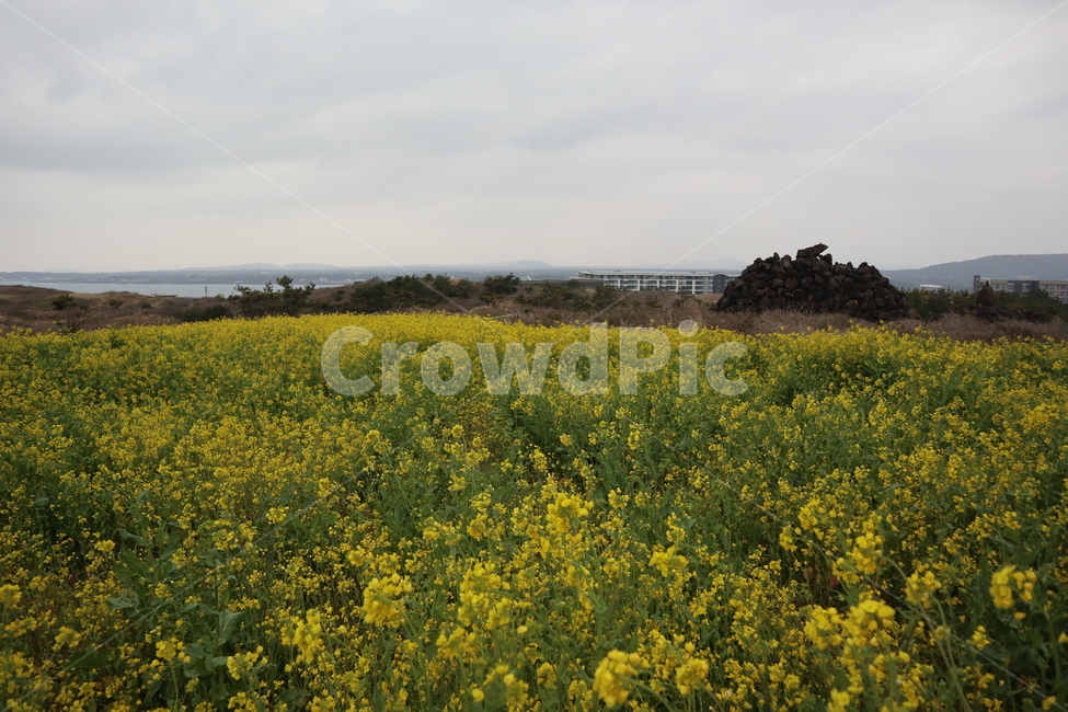 제주도,봄,유채꽃,따뜻함,꽃,섭지코지,자연,nature,들,field,grassland,outdoors,옥외,식물,자연,plants,nature,꽃,flower