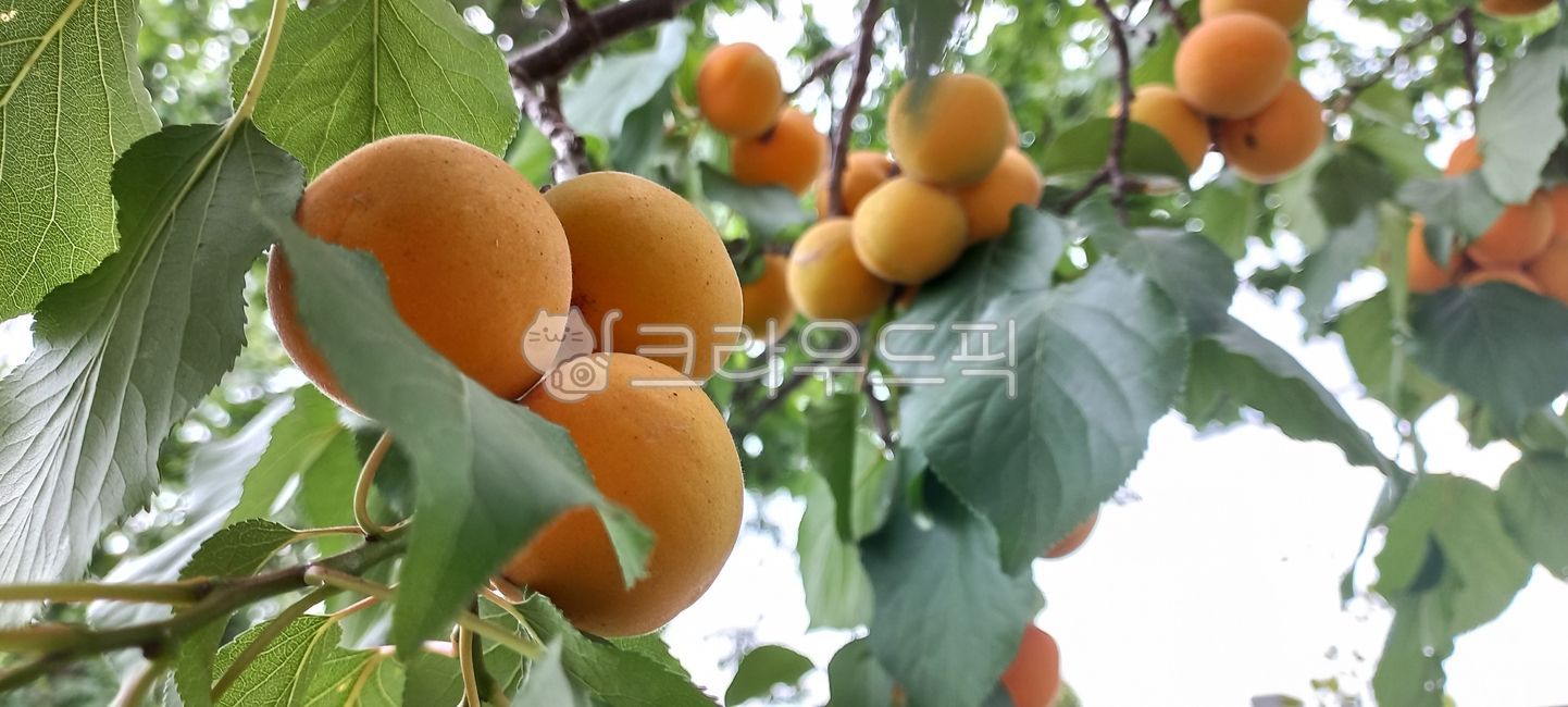 살구,살구나무,식물,음식,푸드