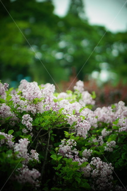 라일락,인천대공원,꽃,초록,자연,식물,자연,plants,nature,꽃,flower