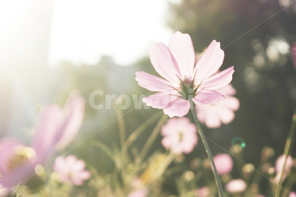 코스모스,가을,가을꽃,꽃,햇살,가을,계절,fall,autumn,season,식물,자연,plants,nature,꽃,flower,plant,blossom,daisy,데이지,daisies