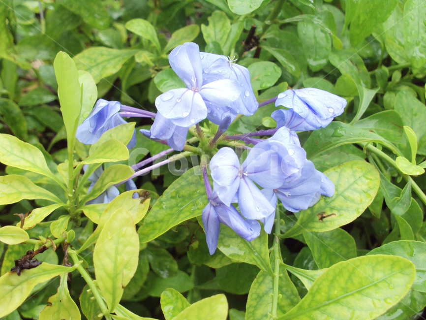 꽃,식물,자연,빙카,페리윙클,periwinkle,flower,빈카,식물,자연,plants,nature,꽃,flower
