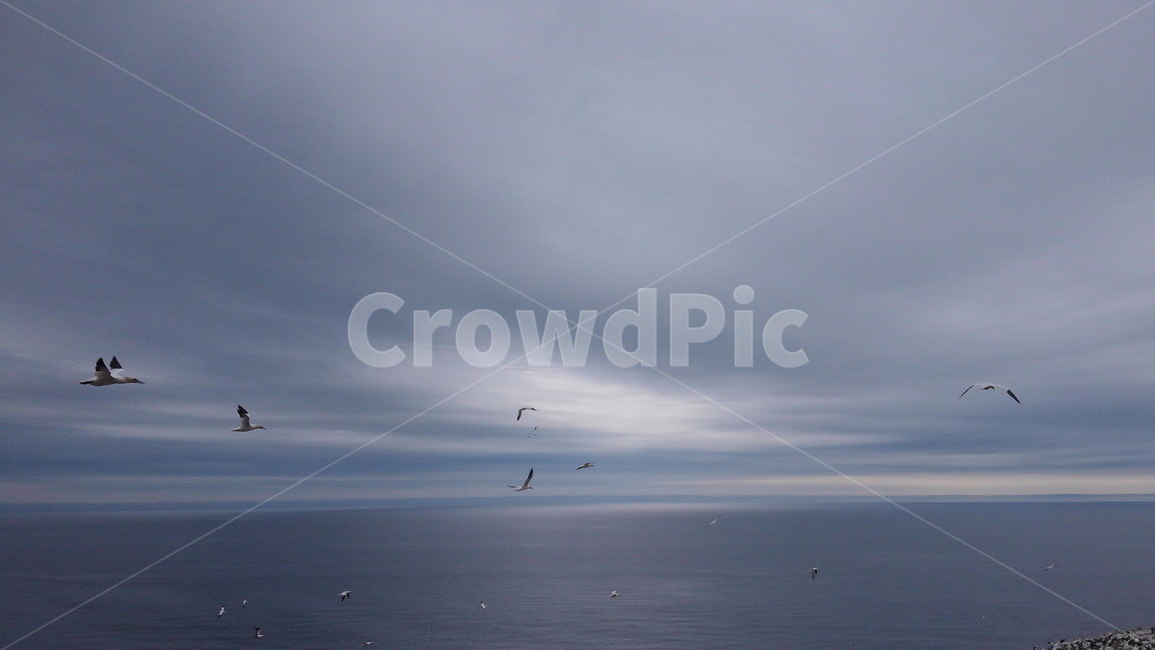 하늘,자연,새,구름,nature,창공,날아감,바다,자연,풍경,nature,landscape,leisure activities,레저 활동,adventure,모험,outdoors,옥외