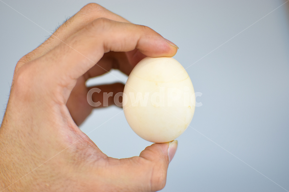 계란,부활절,손,껍질,신선,간식,배경,흰색,달걀,손가락,음식,다이어트,음식,식재료,요리,food,cook,meal,dishes,food reserves