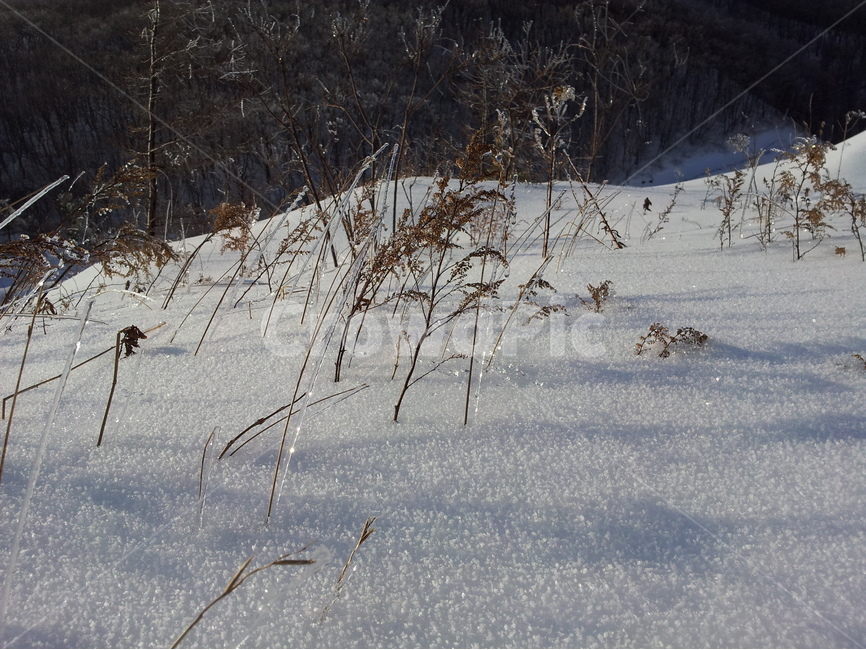 오대산,설경,눈,겨울,상고대,국립공원,자연,겨울,계절,winter,season,식물,자연,plants,nature