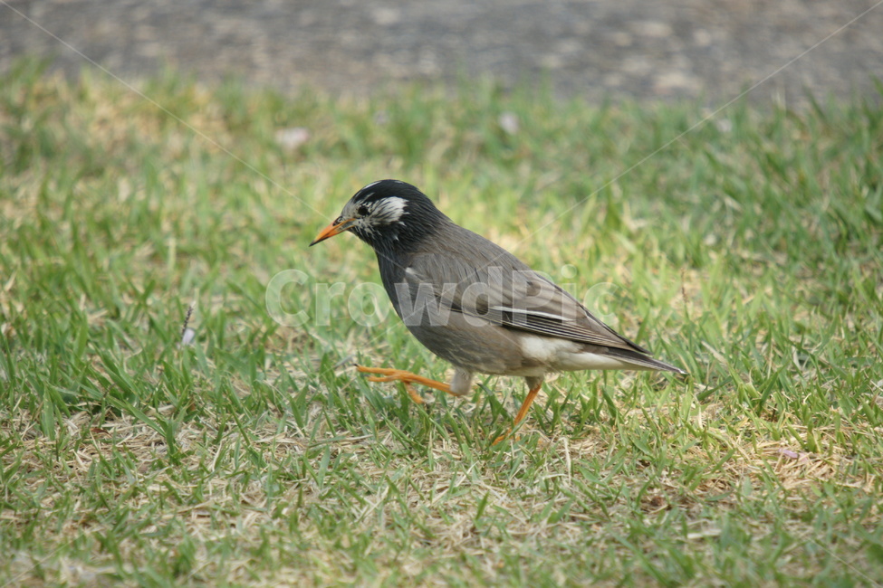찌르래기,철새,새,조류,먹아사냥,동물,animal,조류,새,birds