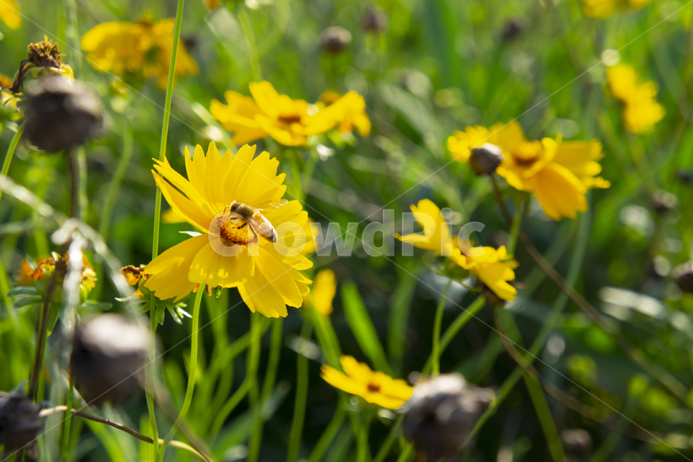 꽃,flower,햇빛,성장,grow,벌,bee,노랑