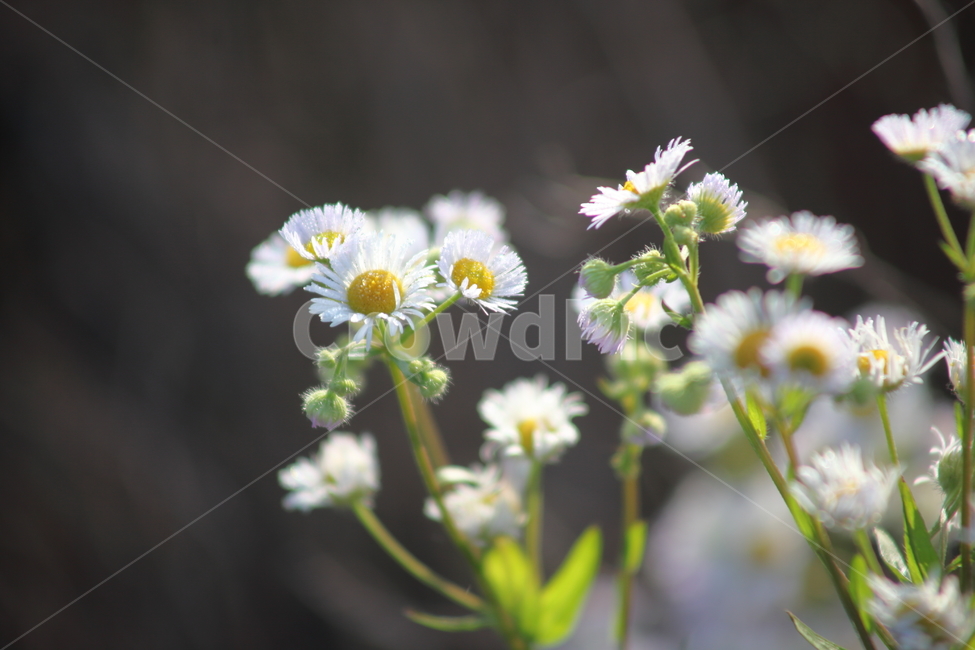 개망초,꽃,식물,야생화,annualfleabane,식물,자연,plants,nature,꽃,flower