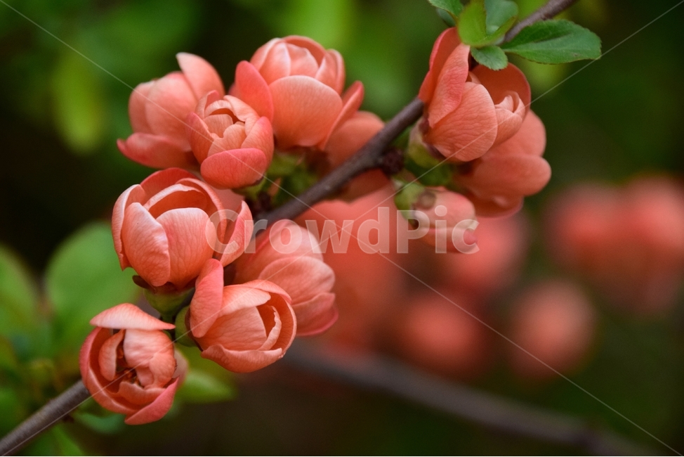 산당화,명자나무꽃,연분홍꽃,오월의꽃,봄꽃,봄,계절,spring,season,식물,자연,plants,nature,꽃,flower,plant,geranium,제라늄,blossom