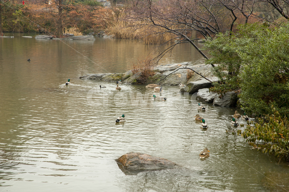animal,beautiful,beauty,bird,centralparknewyorkcity,duck,green,natural,nature,outdoor,park,pond,water,wild,wildlife,오리,공원,연못,센트럴파크,뉴욕