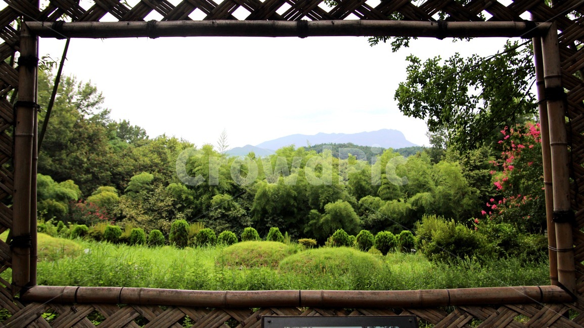 담양,자연,풍경,나무,액자,자연,풍경,nature,landscape,vegetation,초목,plant,식물