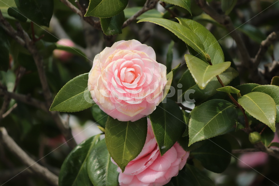 꽃,자연,장미,장미꽃,향기,식물,자연,plants,nature,꽃,flower