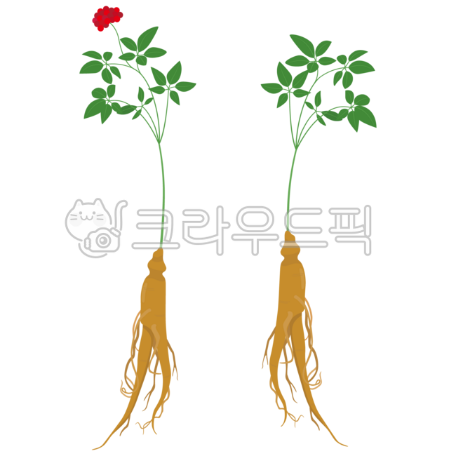 산삼,인삼,홍삼,삼,산삼일러스트,약재,한약,약초,건강,식물,ginseng