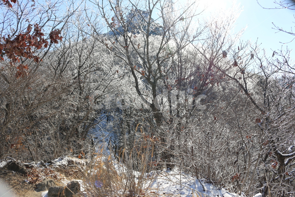 겨울산,상고대,나무얼음,어름나무,등산,어름산