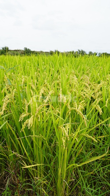 쌀,농사,벼,황금빛,이삭,시골,마을,풍경,landscape,country,rural,town,식물,자연,plants,nature,곡류,곡식,cereals,산업,industry,industrial,농업,농사,agriculture,farming,farming industry