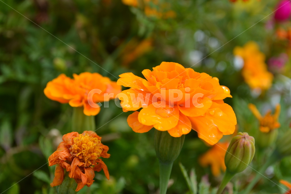 꽃,이슬,자연,flower,dew,식물,자연,plants,nature,꽃,flower