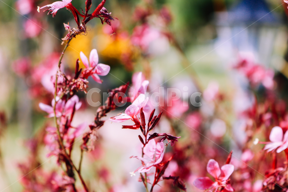 바늘꽃,가우라,plant,식물,꽃,제라늄,geranium